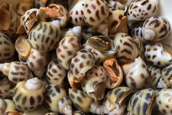 花螺炒幾分鐘能熟 花螺炒什么好吃 花螺炒幾分鐘能熟 花螺炒什么好吃