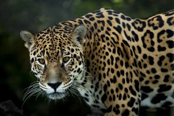 金錢豹學(xué)會(huì)了拜拜 金錢豹的寓意和說法 金錢豹學(xué)會(huì)了拜拜 金錢豹的寓意和說法