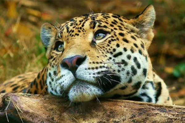 金錢豹學(xué)會(huì)了拜拜 金錢豹的寓意和說法 金錢豹學(xué)會(huì)了拜拜 金錢豹的寓意和說法