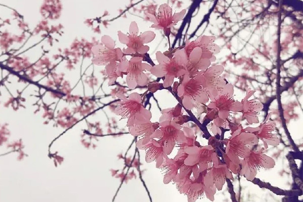 浙江選育出了“螺螄粉”櫻花 櫻花有什么象征意義 浙江選育出了“螺螄粉”櫻花 櫻花有什么象征意義