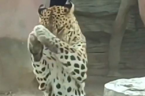 金錢豹學(xué)會(huì)了拜拜 金錢豹的寓意和說法 金錢豹學(xué)會(huì)了拜拜 金錢豹的寓意和說法