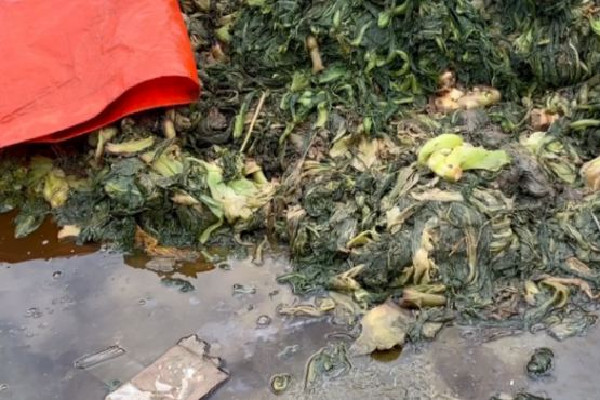 知名橄欖菜企業(yè)生產(chǎn)環(huán)境觸目驚心 橄欖菜的功效和作用 知名橄欖菜企業(yè)生產(chǎn)環(huán)境觸目驚心 橄欖菜的功效和作用