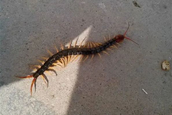 女子睡覺時(shí)被10厘米蜈蚣咬太陽穴 被蜈蚣咬了會(huì)有生命危險(xiǎn)嗎 女子睡覺時(shí)被10厘米蜈蚣咬太陽穴 被蜈蚣咬了會(huì)有生命危險(xiǎn)嗎