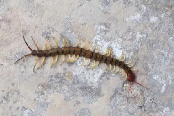 女子睡覺時(shí)被10厘米蜈蚣咬太陽穴 被蜈蚣咬了會(huì)有生命危險(xiǎn)嗎 女子睡覺時(shí)被10厘米蜈蚣咬太陽穴 被蜈蚣咬了會(huì)有生命危險(xiǎn)嗎