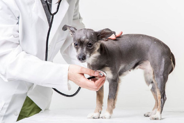 寵物醫(yī)院收費(fèi)亂象調(diào)查 寵物醫(yī)院為什么那么貴 寵物醫(yī)院收費(fèi)亂象調(diào)查 寵物醫(yī)院為什么那么貴