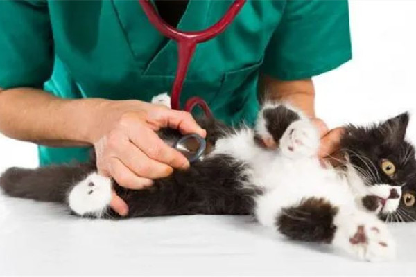 寵物醫(yī)院收費(fèi)亂象調(diào)查 寵物醫(yī)院為什么那么貴 寵物醫(yī)院收費(fèi)亂象調(diào)查 寵物醫(yī)院為什么那么貴