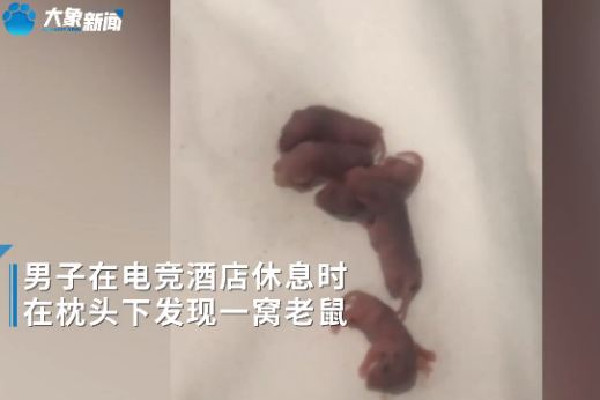 男子在電競(jìng)酒店枕頭下發(fā)現(xiàn)一窩老鼠 酒店發(fā)現(xiàn)老鼠可以要求索賠嗎 男子在電競(jìng)酒店枕頭下發(fā)現(xiàn)一窩老鼠 酒店發(fā)現(xiàn)老鼠可以要求索賠嗎