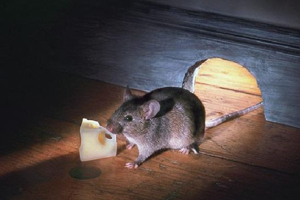 男子在電競(jìng)酒店枕頭下發(fā)現(xiàn)一窩老鼠 酒店發(fā)現(xiàn)老鼠可以要求索賠嗎 男子在電競(jìng)酒店枕頭下發(fā)現(xiàn)一窩老鼠 酒店發(fā)現(xiàn)老鼠可以要求索賠嗎