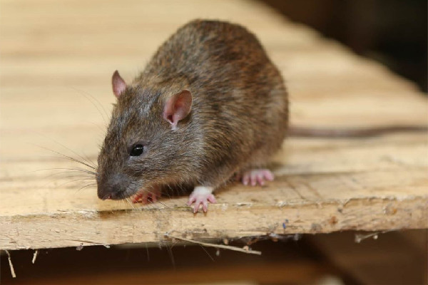 男子在電競(jìng)酒店枕頭下發(fā)現(xiàn)一窩老鼠 酒店發(fā)現(xiàn)老鼠可以要求索賠嗎 男子在電競(jìng)酒店枕頭下發(fā)現(xiàn)一窩老鼠 酒店發(fā)現(xiàn)老鼠可以要求索賠嗎