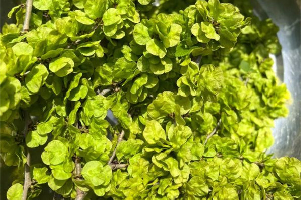 榆錢(qián)對(duì)身體有什么好處 榆錢(qián)適合什么樣的人吃 榆錢(qián)對(duì)身體有什么好處 榆錢(qián)適合什么樣的人吃