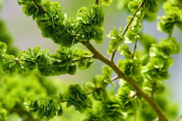 榆錢有點(diǎn)苦咋回事 榆錢發(fā)苦能吃嗎 榆錢有點(diǎn)苦咋回事 榆錢發(fā)苦能吃嗎