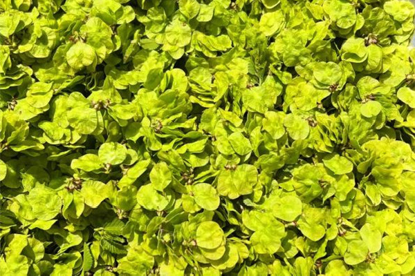 榆錢(qián)對(duì)身體有什么好處 榆錢(qián)適合什么樣的人吃 榆錢(qián)對(duì)身體有什么好處 榆錢(qián)適合什么樣的人吃