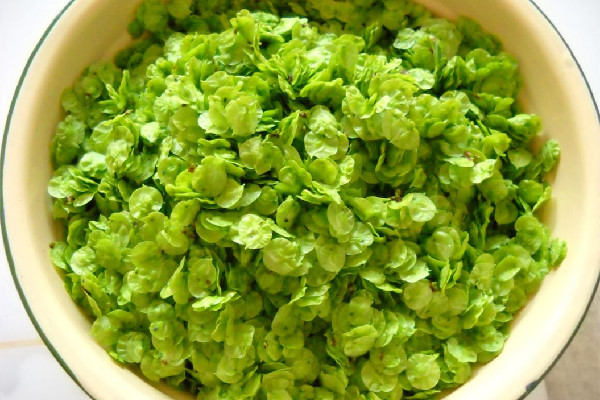 榆錢怎么長期保存 榆錢可以曬干保存嗎 榆錢怎么長期保存 榆錢可以曬干保存嗎