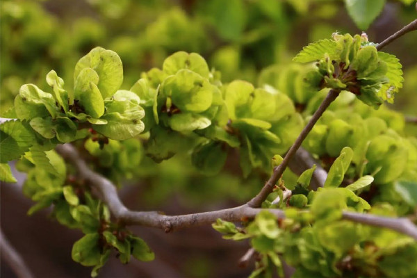 榆錢有蟲子還能吃嗎 榆錢有蟲子怎么能出來 榆錢有蟲子還能吃嗎 榆錢有蟲子怎么能出來