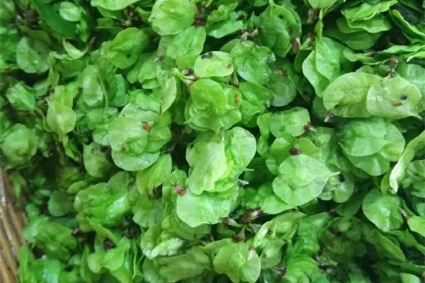 榆錢有點(diǎn)苦咋回事 榆錢發(fā)苦能吃嗎 榆錢有點(diǎn)苦咋回事 榆錢發(fā)苦能吃嗎