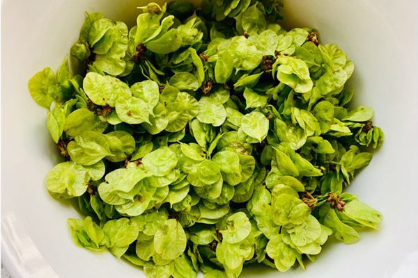 榆錢可以減肥嗎 榆錢減肥能當(dāng)主食吃嗎 榆錢可以減肥嗎 榆錢減肥能當(dāng)主食吃嗎