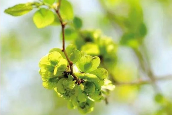 榆錢怎么處理干凈 榆錢要焯水嗎 榆錢怎么處理干凈 榆錢要焯水嗎