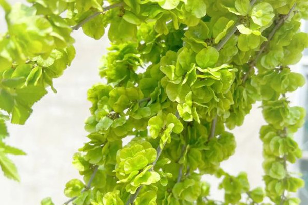 榆錢(qián)對(duì)身體有什么好處 榆錢(qián)適合什么樣的人吃 榆錢(qián)對(duì)身體有什么好處 榆錢(qián)適合什么樣的人吃