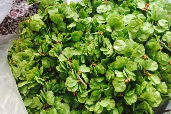 榆錢有蟲子還能吃嗎 榆錢有蟲子怎么能出來 榆錢有蟲子還能吃嗎 榆錢有蟲子怎么能出來