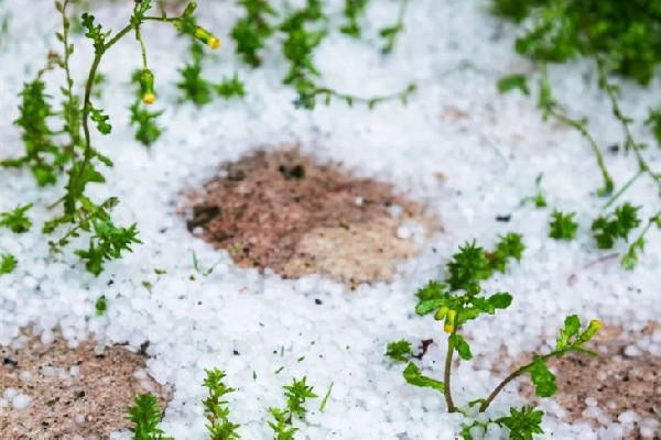 廣州多區(qū)下冰雹白天恍若黑夜 冰雹在哪些地區(qū)多發(fā) 廣州多區(qū)下冰雹白天恍若黑夜 冰雹在哪些地區(qū)多發(fā)