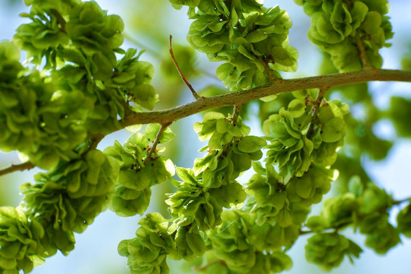 榆錢怎么處理干凈 榆錢要焯水嗎 榆錢怎么處理干凈 榆錢要焯水嗎