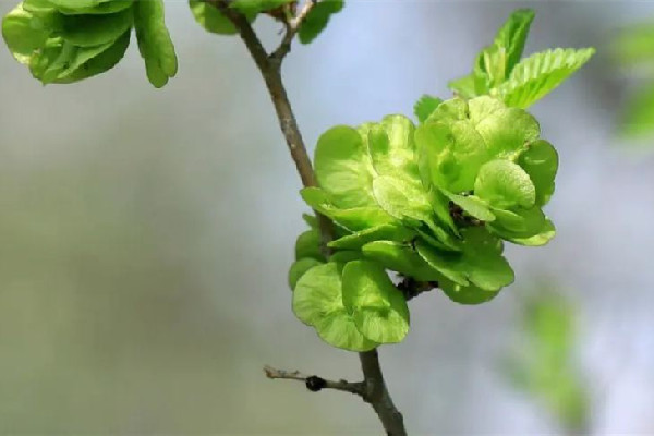 榆錢有點(diǎn)苦咋回事 榆錢發(fā)苦能吃嗎 榆錢有點(diǎn)苦咋回事 榆錢發(fā)苦能吃嗎