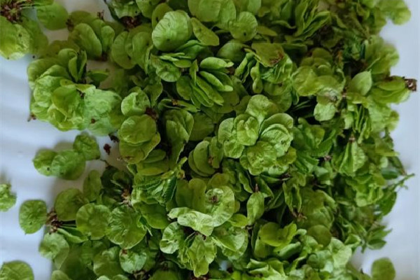 榆錢有蟲子還能吃嗎 榆錢有蟲子怎么能出來 榆錢有蟲子還能吃嗎 榆錢有蟲子怎么能出來