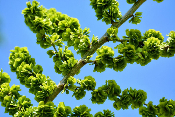 榆錢適合冷藏還是冷凍 榆錢可以直接冷凍嗎 榆錢適合冷藏還是冷凍 榆錢可以直接冷凍嗎