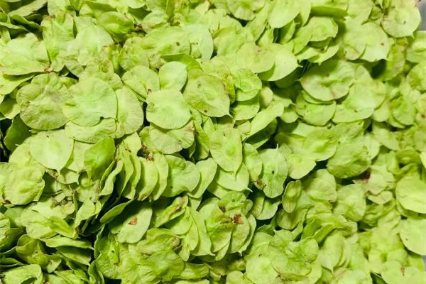 榆錢窩窩頭的家常做法 榆錢窩窩頭蒸多長(zhǎng)時(shí)間