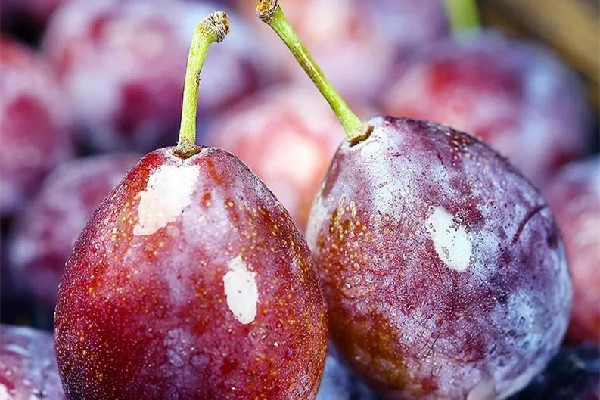 西梅一次最多吃幾個 西梅會導(dǎo)致脹氣嗎