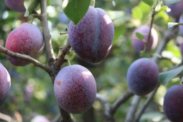 西梅有維生素c嗎 西梅可以補(bǔ)充什么營(yíng)養(yǎng)