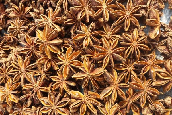 抗流感特效藥“達(dá)菲”原料為八角茴香 八角茴香的功效和作用 抗流感特效藥“達(dá)菲”原料為八角茴香 八角茴香的功效和作用