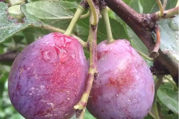 西梅要洗嗎 西梅怎么清洗才干凈