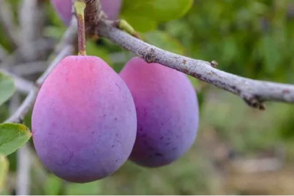 西梅一次最多吃幾個 西梅會導(dǎo)致脹氣嗎