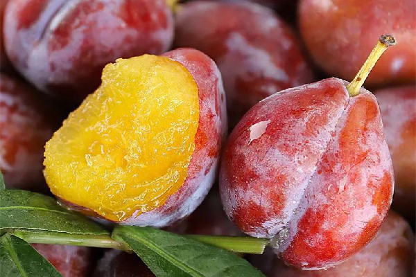 西梅怎么挑選好吃 西梅買回來又酸又硬怎么辦 西梅怎么挑選好吃 西梅買回來又酸又硬怎么辦