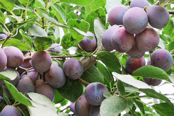 西梅和李子有啥區(qū)別 西梅有幾個(gè)品種 西梅和李子有啥區(qū)別 西梅有幾個(gè)品種