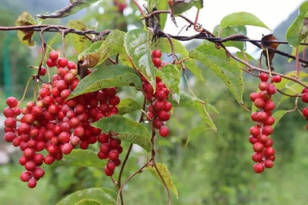 五味子的功效和作用 五味子可以治療失眠嗎 五味子的功效和作用 五味子可以治療失眠嗎