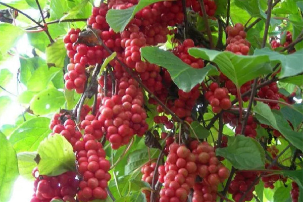 五味子是補(bǔ)腎陽(yáng)還是補(bǔ)腎陰的 五味子適合什么人群喝 五味子是補(bǔ)腎陽(yáng)還是補(bǔ)腎陰的 五味子適合什么人群喝