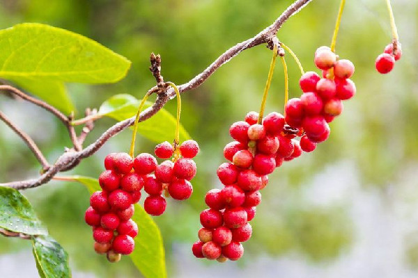 五味子有毒嗎 五味子對身體有影響嗎 五味子有毒嗎 五味子對身體有影響嗎