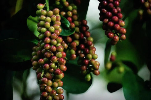 五味子的功效和作用 五味子可以治療失眠嗎 五味子的功效和作用 五味子可以治療失眠嗎