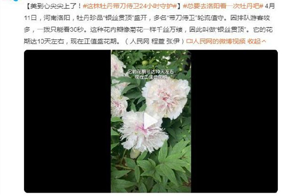 這株牡丹有“帶刀侍衛(wèi)”24小時守護(hù) 牡丹花的寓意和象征 這株牡丹有“帶刀侍衛(wèi)”24小時守護(hù) 牡丹花的寓意和象征