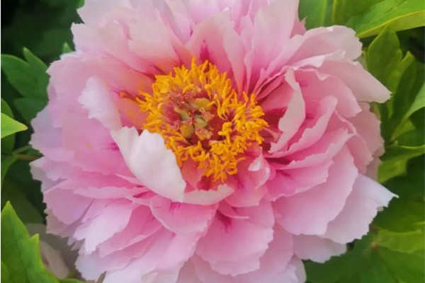 這株牡丹有“帶刀侍衛(wèi)”24小時守護(hù) 牡丹花的寓意和象征 這株牡丹有“帶刀侍衛(wèi)”24小時守護(hù) 牡丹花的寓意和象征