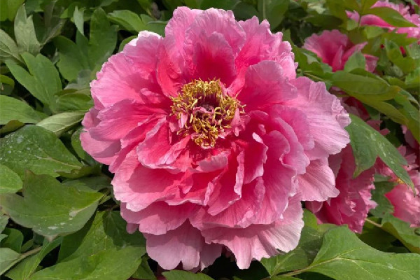 這株牡丹有“帶刀侍衛(wèi)”24小時守護(hù) 牡丹花的寓意和象征 這株牡丹有“帶刀侍衛(wèi)”24小時守護(hù) 牡丹花的寓意和象征