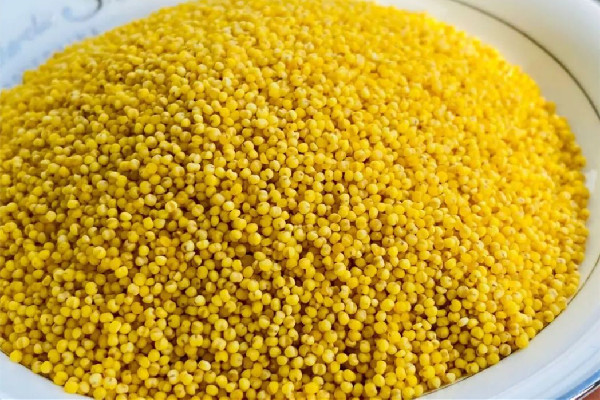 小米粥煮多長時間能好 小米粥煮10分鐘能熟嗎 小米粥煮多長時間能好 小米粥煮10分鐘能熟嗎