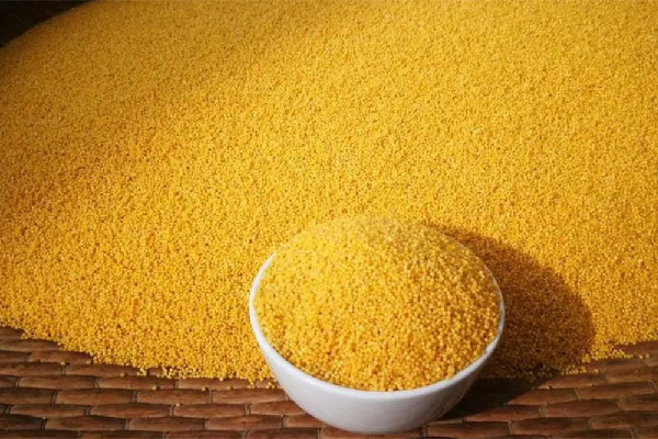 小米和大米哪個有營養(yǎng) 小米和大米哪個升糖指數(shù)高 小米和大米哪個有營養(yǎng) 小米和大米哪個升糖指數(shù)高