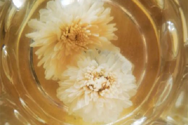 菊花茶哪種菊花好 菊花茶是胎菊好還是大菊花好 菊花茶哪種菊花好 菊花茶是胎菊好還是大菊花好