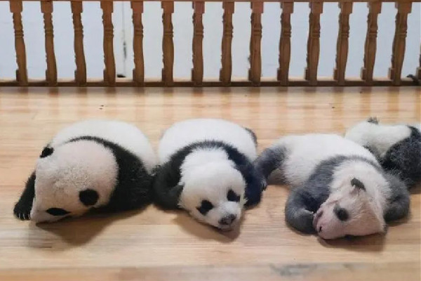 飼養(yǎng)員用竹竿打熊貓暖暖園方回應(yīng) 熊貓是國(guó)家?guī)准?jí)保護(hù)動(dòng)物 飼養(yǎng)員用竹竿打熊貓暖暖園方回應(yīng) 熊貓是國(guó)家?guī)准?jí)保護(hù)動(dòng)物