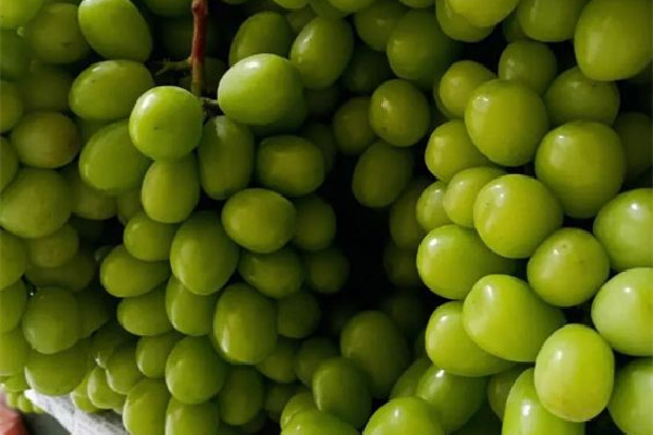 陽光玫瑰葡萄有籽還是無籽 陽光玫瑰葡萄和青提一樣嗎 陽光玫瑰葡萄有籽還是無籽 陽光玫瑰葡萄和青提一樣嗎