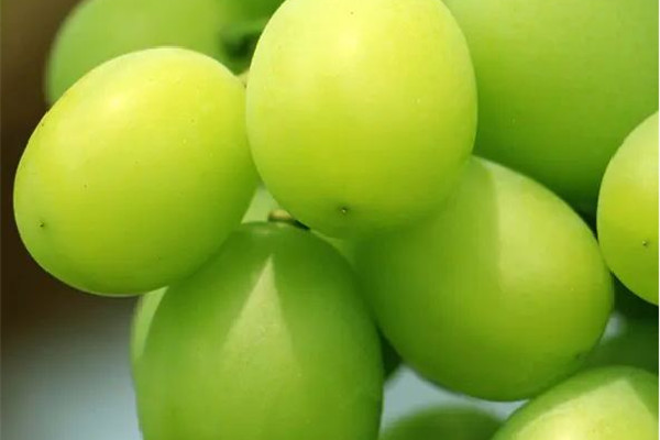 陽光玫瑰葡萄有籽還是無籽 陽光玫瑰葡萄和青提一樣嗎 陽光玫瑰葡萄有籽還是無籽 陽光玫瑰葡萄和青提一樣嗎