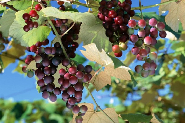 葡萄吃起來(lái)很澀是什么原因 葡萄不甜怎么辦